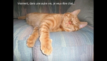 Je veux être chat