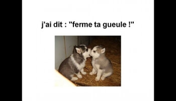 Un peu d'humour avec les animaux