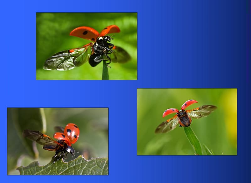 Adorables coccinelles