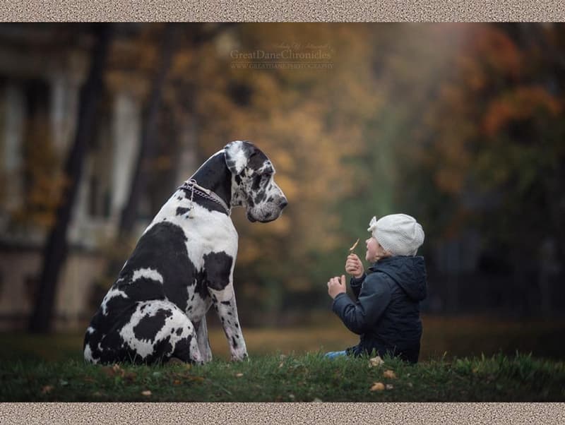 Des petits enfants et leurs gros chiens