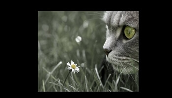 Des animaux qui ont du panache