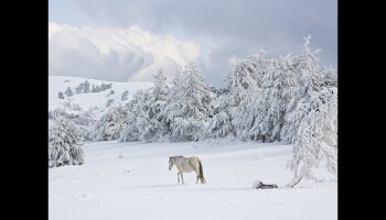 Tombe la neige
