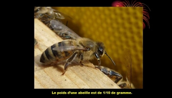 Visite de la ruche